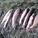 ���� �����, �����, 61 ��� - ��������� 17 ������� 2016 � ������ ���� ����������