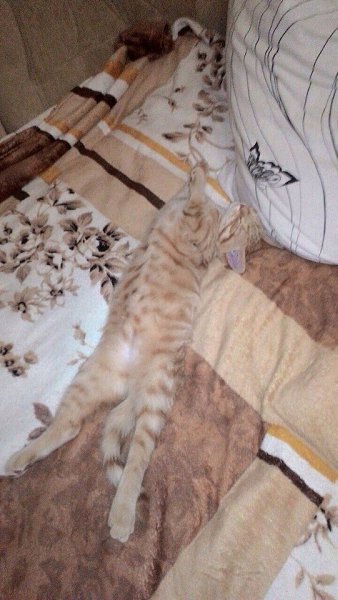 #Безкота_добро.Наши подобрыши милашки: первого мы взяли у замечательной девушки волонтера,когда мы ... - 7