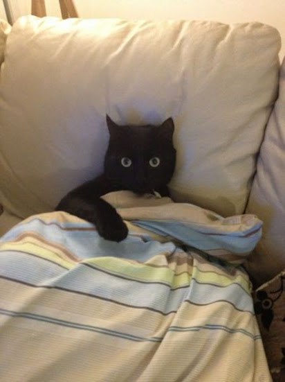 CATS OF ALL - 25  2016  22:47