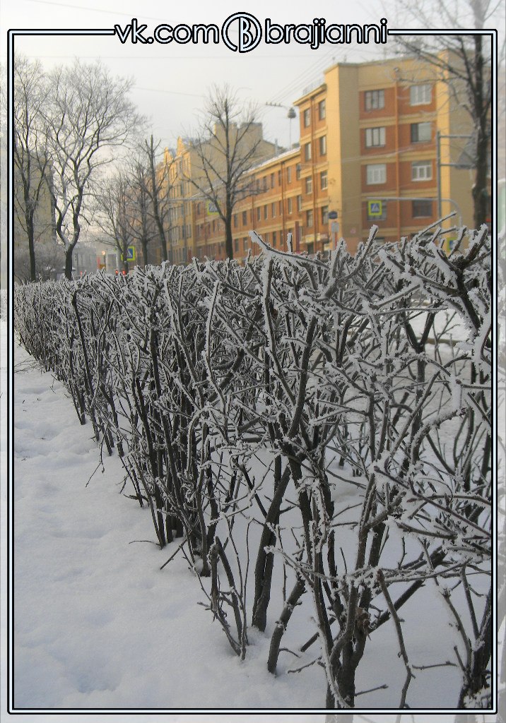  .#brajianni - 4