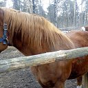 Mustangs �� ������� ���� ����������