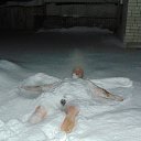 ���� ���������, ��������, 51 ��� - ��������� 3 ������� 2017 � ������ ���� ����������