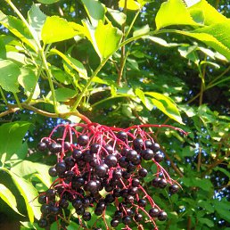 ������, �����������, 40 ���