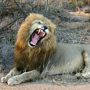 �����, 53 ����, �������