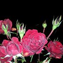 ���� ���������, ������ - ��������� 24 ������� 2016 � ������ ���������� ������