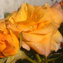 ���� ������, ��������, 50 ��� - ��������� 2 ������� 2017 � ������ �������