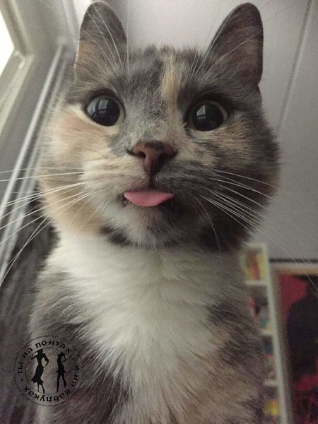    !  ,    ... ,  !!)))