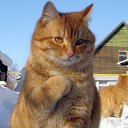 ���� �����, ����������, 49 ��� - ��������� 3 ������ 2016 � ������ ���� ����������