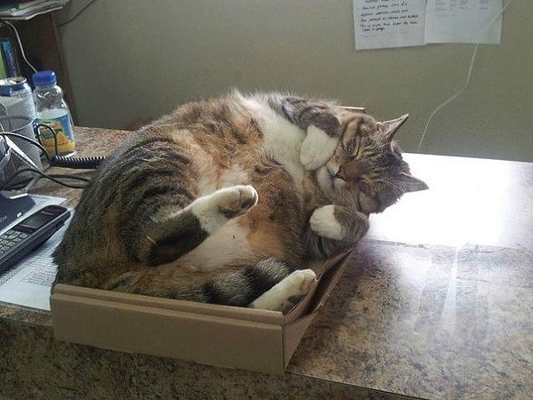 Нет такой коробки, в которую не поместился бы кот - 5