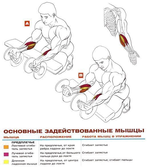УПРАЖНЕНИЯ НА РАЗВИТИЕ МЫШЦ БИЦЕПСА И ПРЕДПЛЕЧЬЯ: 1. Подъём штанги на бицепс стоя 2. Подъём гантелей ...