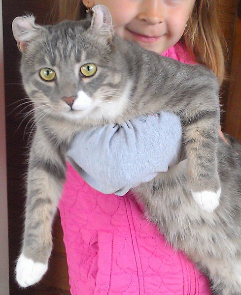 Пропал Кот. Зовут-Ричард. Порода-американский кёрл. Район Перевалка. Просьба - может быть кто видел ...