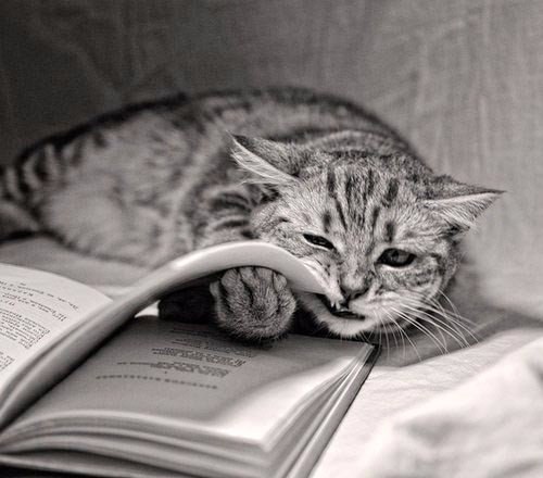 ТОП-15 книг с отличным чувством юмора.Лучшее средство против осенней хандры 1. Евгений Чеширко, ...