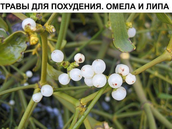 ТРАВЫ ДЛЯ ПОХУДЕНИЯ. ОМЕЛА И ЛИПА.Как говорит Сергей Макеев, доктор народной медицины: За 5 дней ...