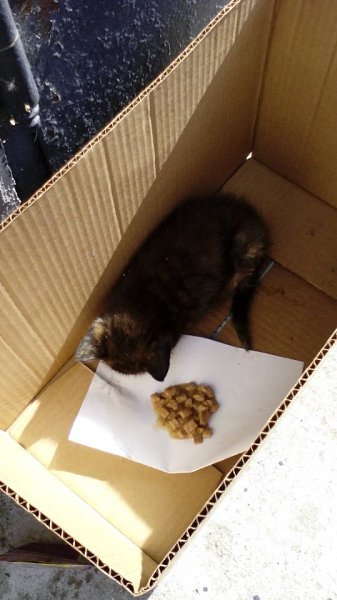 СОС!!! КОТЕНКУ СРОЧНО НУЖНА ПОМОЩЬ!!! На проспекте Победы около продуктового магазина сидит котенок. ...