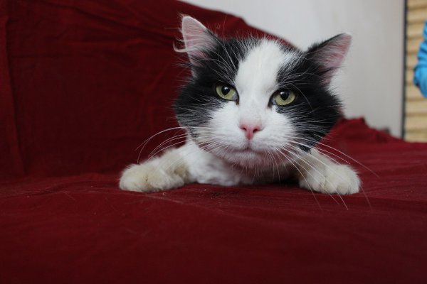 #котизм_доброта #москва@catism #МО@catism.Москва и МО (возможна доставка)Хозяева оставили его еще ...
