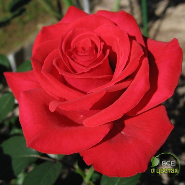 ��� � ������ - 28 ������ 2017 � 08:20 - 2