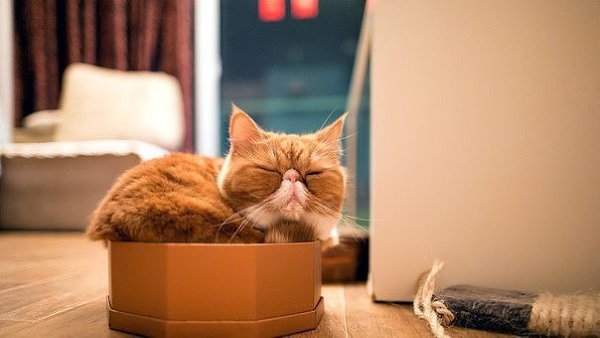 Нет такой коробки, в которую не поместился бы кот - 2