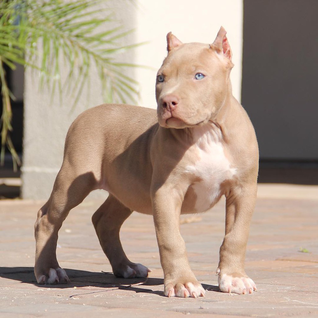 Pitbull Nude