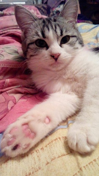 #Безкота_добро.Подобрала с улицы ещё маленькими комочками.Кошку Мурку в конце осени 2015 ,а кота Дин ... - 2
