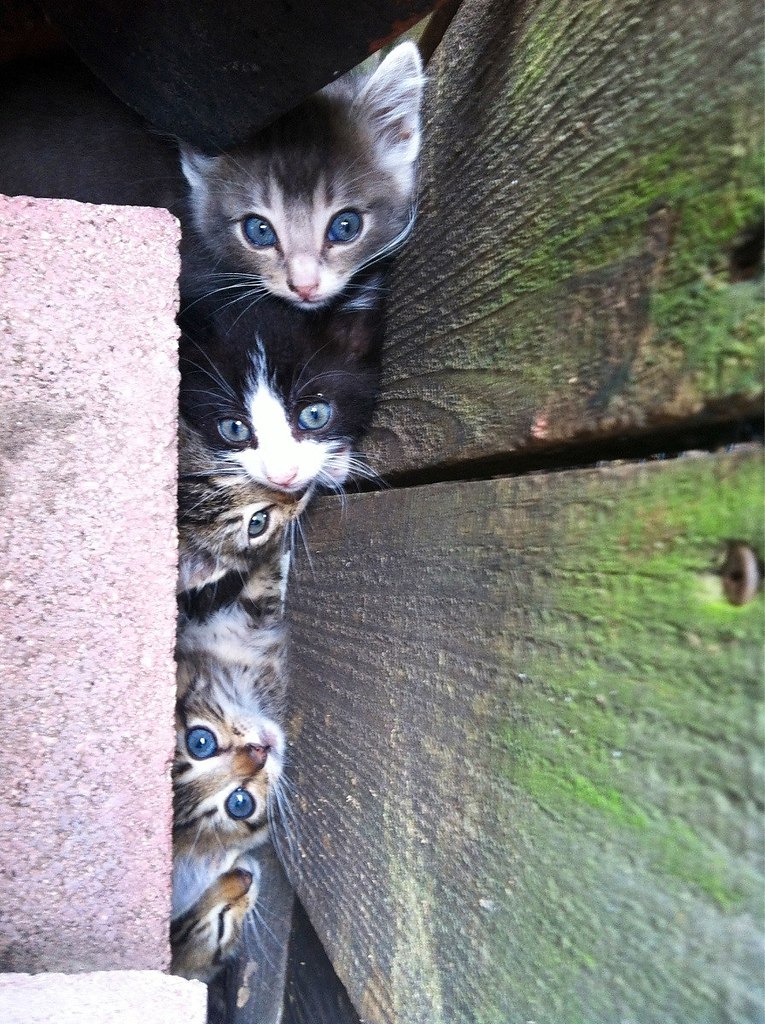 CATS OF ALL - 18  2017  10:07