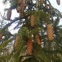 ���� �������, ����� - ��������� 12 ������� 2017 � ������ �������