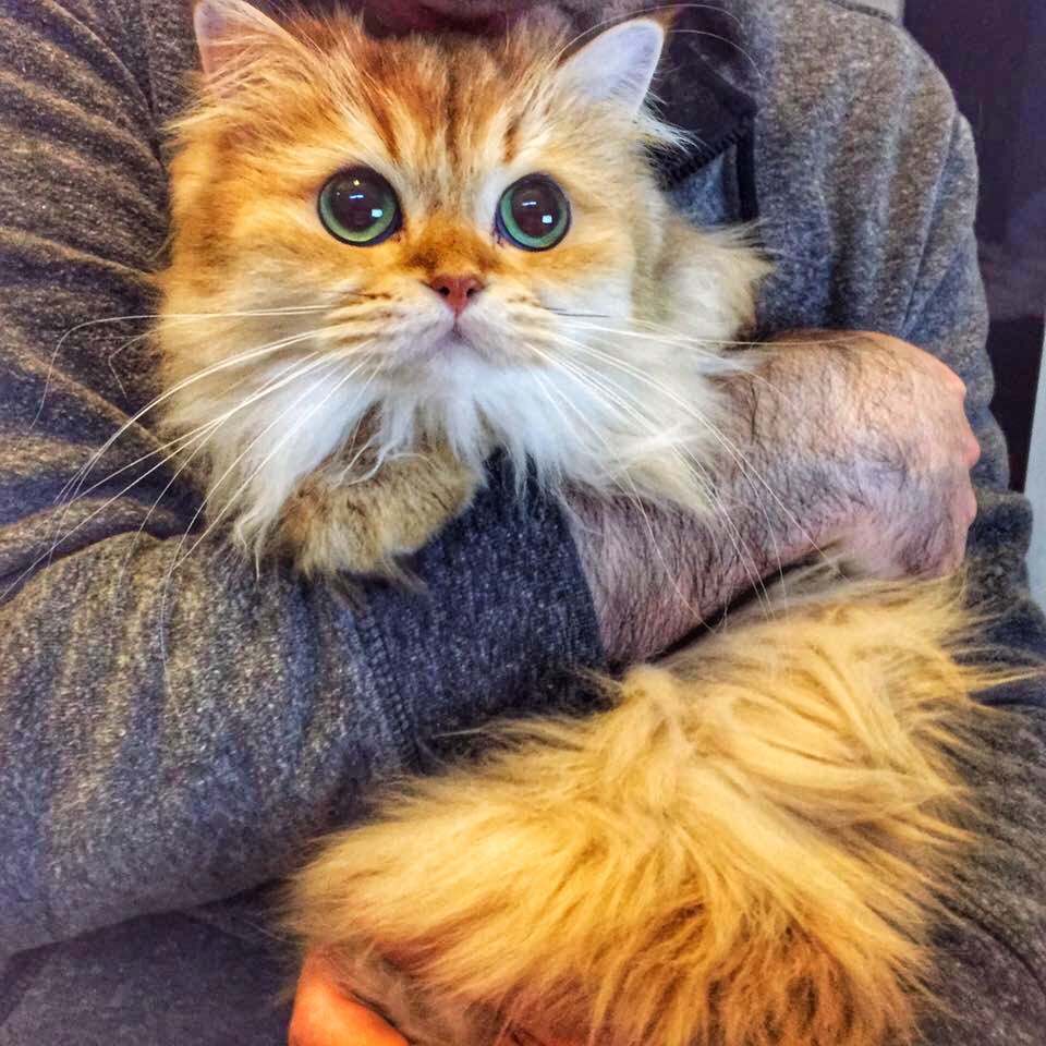 Smoothie the Cat Fan's - 8  2017  13:11
