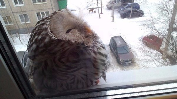 Прихожу домой, отдёргиваю штору на окне и вижу там вот такое чудо. Кажется, я еду в Хогвартс.