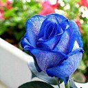 ���� �������, ����, 59 ��� - ��������� 11 ������� 2016 � ������ ���� ����������