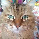 ���� �����, ��������, 85 ��� - ��������� 15 �������� 2016 � ������ ���� ����������