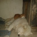 ���� *****������!!! *****, �������, 66 ��� - ��������� 18 ������� 2016 � ������ ���� ����������