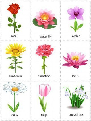 Flowers. ������� ������ - pansies ����� - aster �������� - �frican marigold ������� - begonia ����� ... - 2