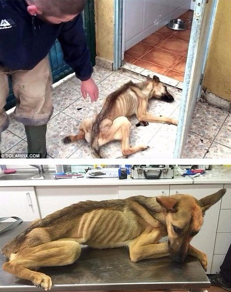 История одной счастливой собаки.#animal@travel.blog - 2