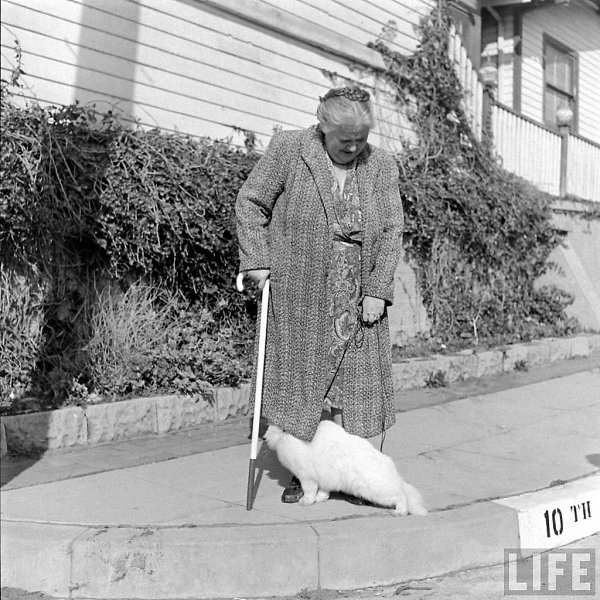 1947 год, слепая жительница Лос-Анджелеса миссис Керолайн Суонсон и белый кот персидской породы по ... - 6