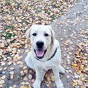 ���� ����, �������, 55 ��� - ��������� 13 ������� 2017 � ������ ���� �����