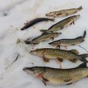 ���� �������, ���, 40 ��� - ��������� 19 ������� 2017 � ������ ������ ��������