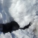 ���� �������, ����������, 66 ��� - ��������� 21 ����� 2017 � ������ �������� 2017 �