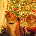 ���� Denek, �����������, 38 ��� - ��������� 31 ������� 2016 � ������ ������ ��������