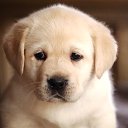 ���� ����, �������, 55 ��� - ��������� 13 ������� 2017 � ������ ���� �����