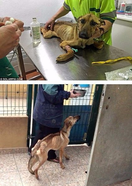 История одной счастливой собаки.#animal@travel.blog - 3