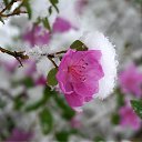  , -, 53  -  21  2017    