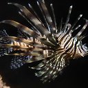  Sebastian, , 54  -  16  2017    