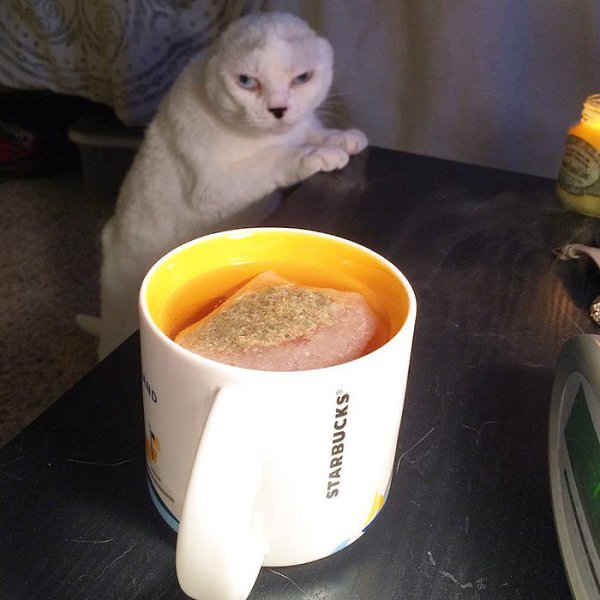 #истории@catism.Девушка взяла из приюта глухонемого безухого старого всеми забытого кота, который ... - 7