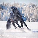 ���� ���������, �������, 38 ��� - ��������� 1 ������� 2016 � ������ ���� ���� ������