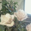 ���� �����, ���������, 45 ��� - ��������� 7 ������ 2016 � ������ ������ ��������