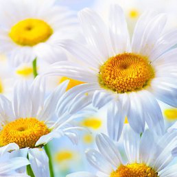 Ofeliya, �������, 68 ���