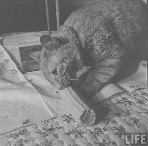   . 1951 . - 7