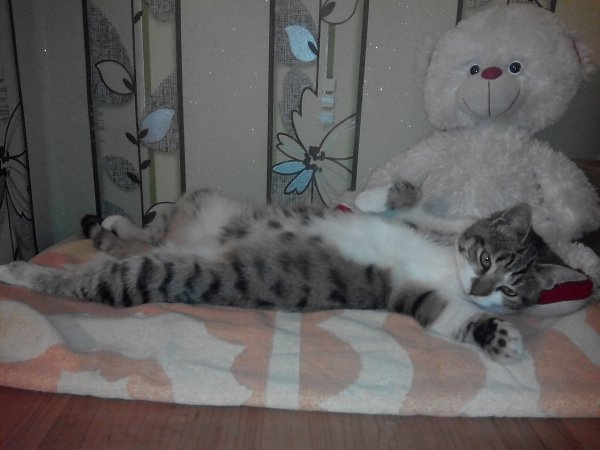 #Безкота_добро.Около 3 лет назад во дворе под дождём плакал маленький котейка,залез под нашу ... - 4
