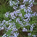 ���� �����, ������ - ��������� 25 ������� 2017 � ������ ���� ������