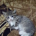 ���� *�������*, ������ - ��������� 17 �������� 2016 � ������ ���� ������