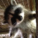 ���� �. �., ������ - ��������� 24 ������� 2017 � ������ ���� ����������